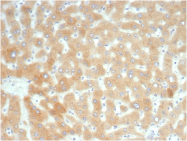 RBP4/Retinol Binding Protein 4 Antibody in Immunohistochemistry (Paraffin) (IHC (P))