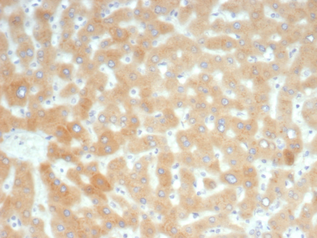 RBP4/Retinol Binding Protein 4 Antibody in Immunohistochemistry (Paraffin) (IHC (P))