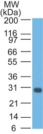 Bcl-X (Apoptosis Marker) Antibody in Western Blot (WB)