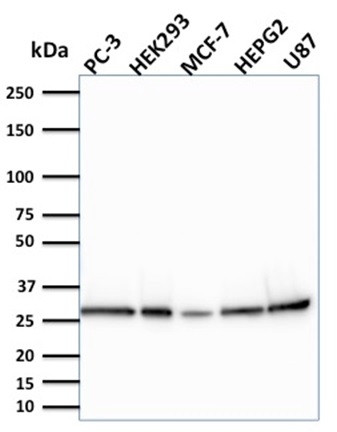 BCL2-like 2 Antibody in Western Blot (WB)