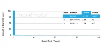 BCL2-like 2 (BCL2L2)/BCL-W Antibody in Peptide array (ARRAY)