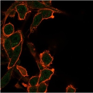 BCL2-like 2 (BCL2L2)/BCL-W Antibody in Immunocytochemistry (ICC/IF)