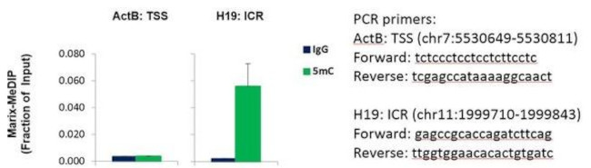 5-Methylcytidine Antibody