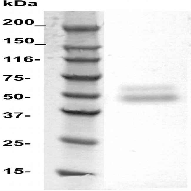 SLC10a4 Antibody in Western Blot (WB)