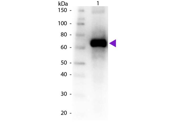 Fluorescein (FITC) Antibody in Western Blot (WB)