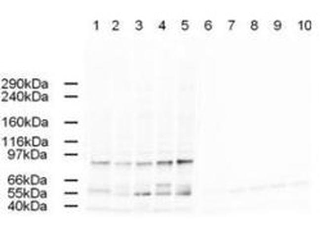 AP2A Antibody in Western Blot (WB)
