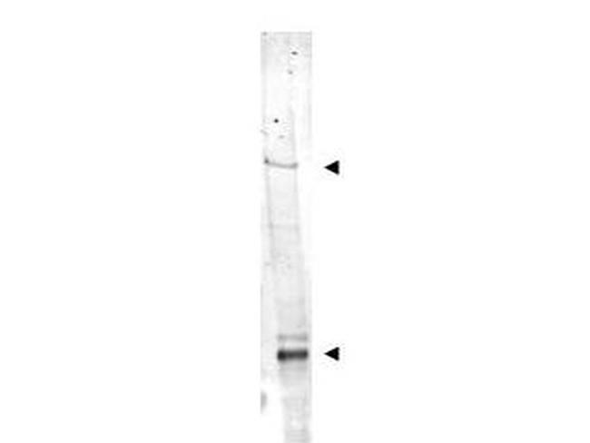 IDN3 Antibody in Western Blot (WB)