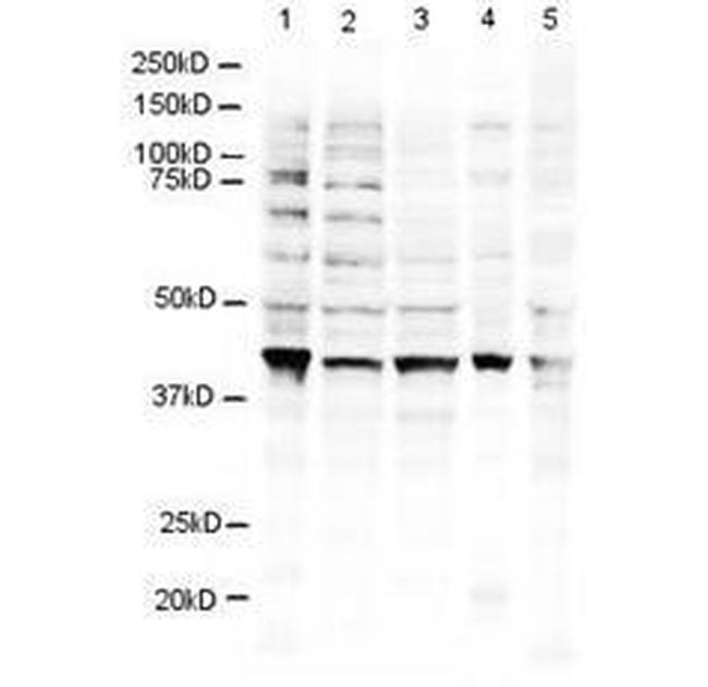 RING1B Antibody in Western Blot (WB)