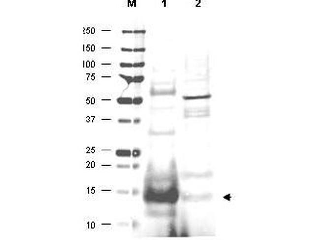 UBC13 Antibody in Western Blot (WB)