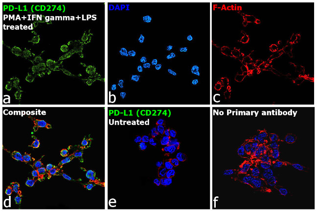 PDL1 Antibody in Immunocytochemistry (ICC/IF)