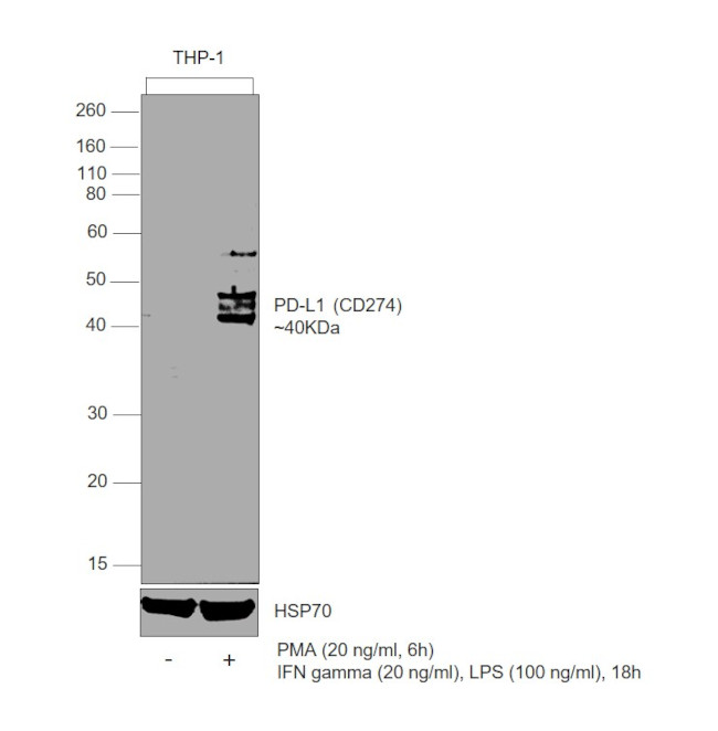 PDL1 Antibody in Western Blot (WB)