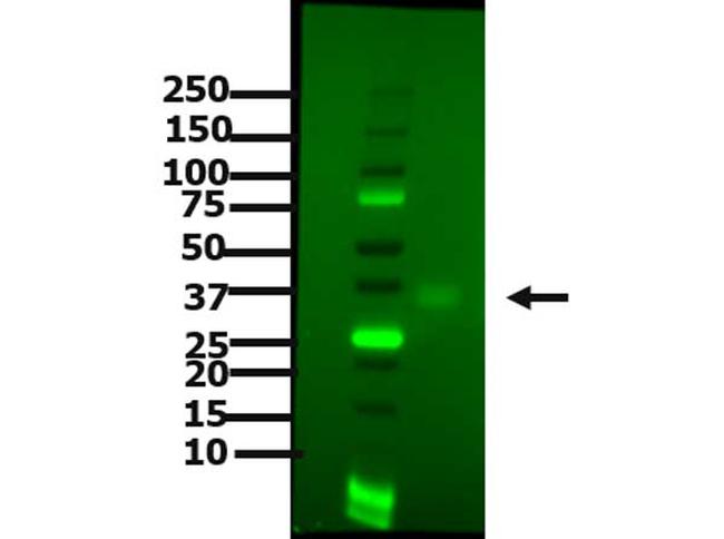 PDL1 Antibody in Western Blot (WB)