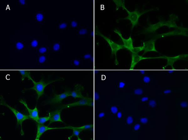 Aldh1l1 Antibody in Immunocytochemistry (ICC/IF)