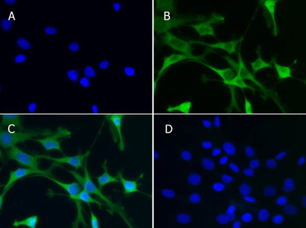 Aldh1l1 Antibody in Immunocytochemistry (ICC/IF)