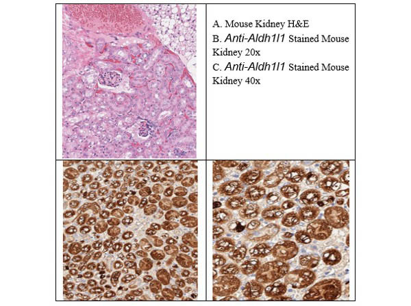 Aldh1l1 Antibody in Immunohistochemistry (IHC)