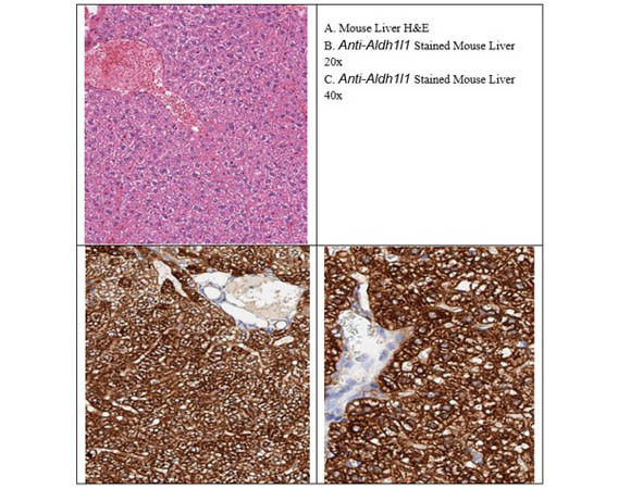 Aldh1l1 Antibody in Immunohistochemistry (IHC)