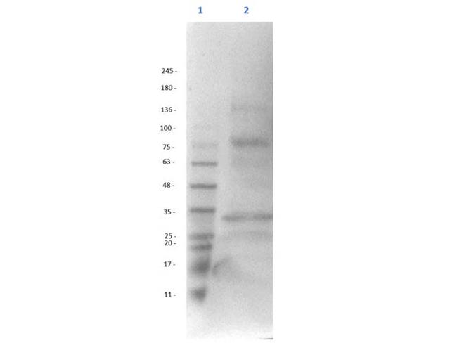 Aldh1l1 Antibody in Western Blot (WB)