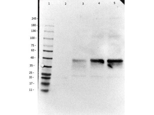 Doublecortin Antibody in Western Blot (WB)