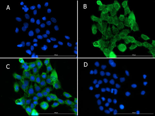 PI3 Kinase p55 gamma Antibody in Immunocytochemistry (ICC/IF)