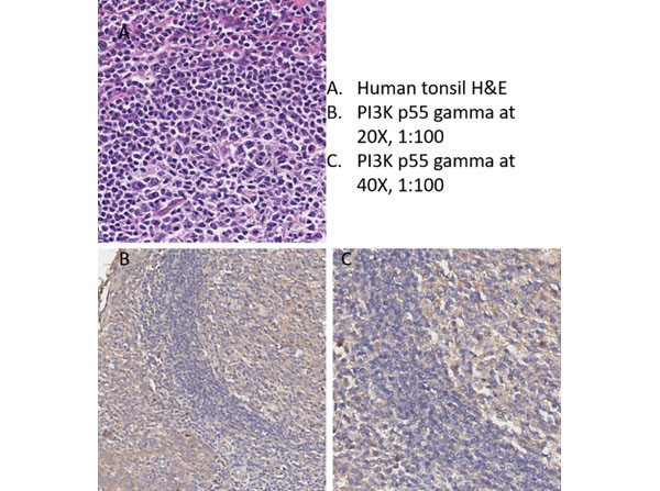 PI3 Kinase p55 gamma Antibody in Immunohistochemistry (IHC)