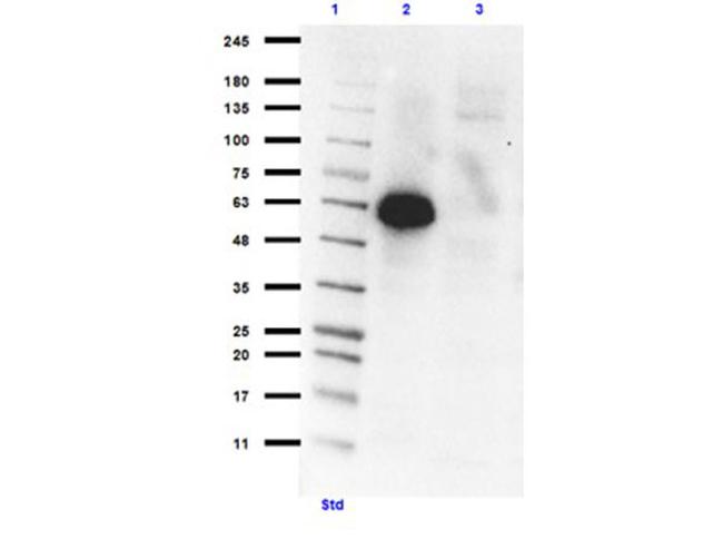 PI3 Kinase p55 gamma Antibody in Western Blot (WB)