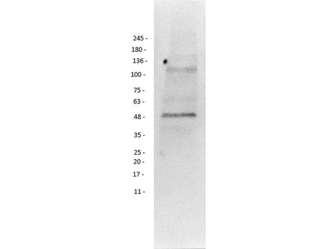 PI3 Kinase p55 gamma Antibody in Western Blot (WB)