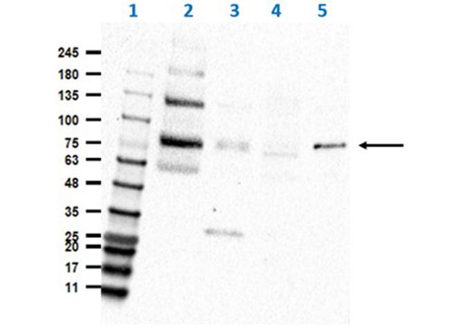 EIF2A Antibody in Western Blot (WB)