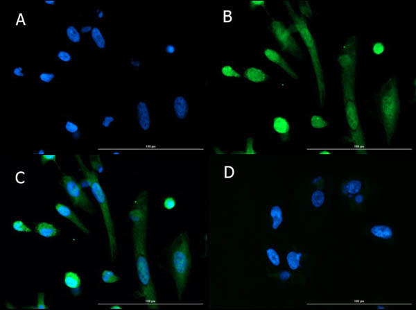 BMAL1 Antibody in Immunocytochemistry (ICC/IF)