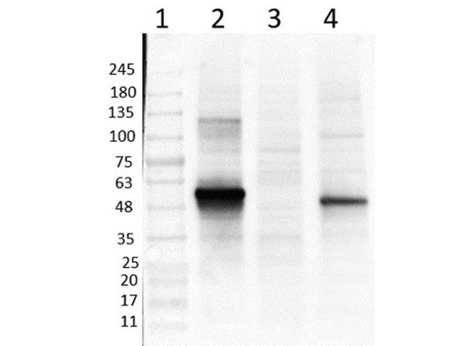 NeuroD1 Antibody in Western Blot (WB)