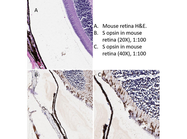 S Opsin Antibody in Immunohistochemistry (IHC)