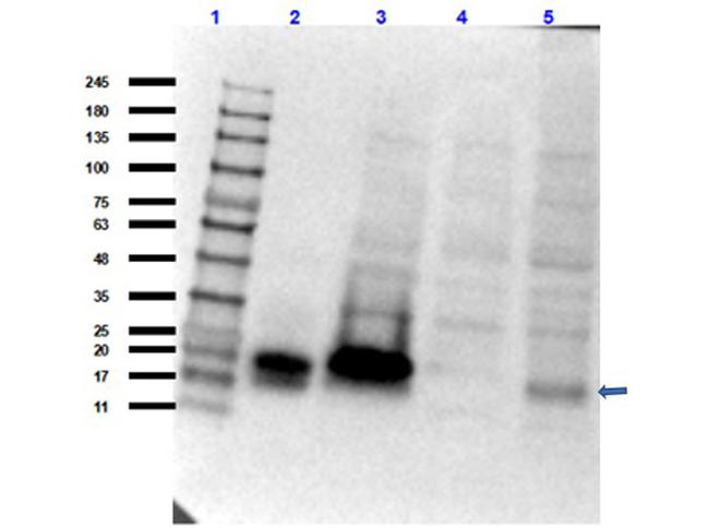 hCG alpha chain Antibody in Western Blot (WB)