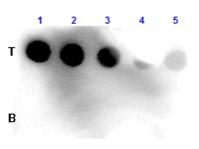 Fluorescein Antibody in Dot Blot (DB)