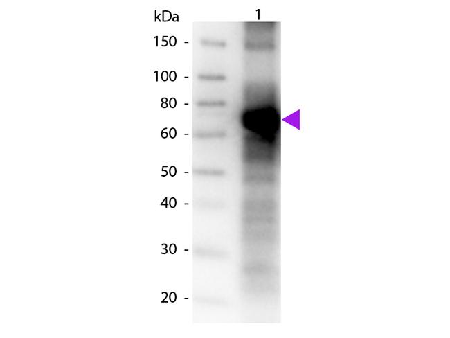 Fluorescein Antibody in Western Blot (WB)