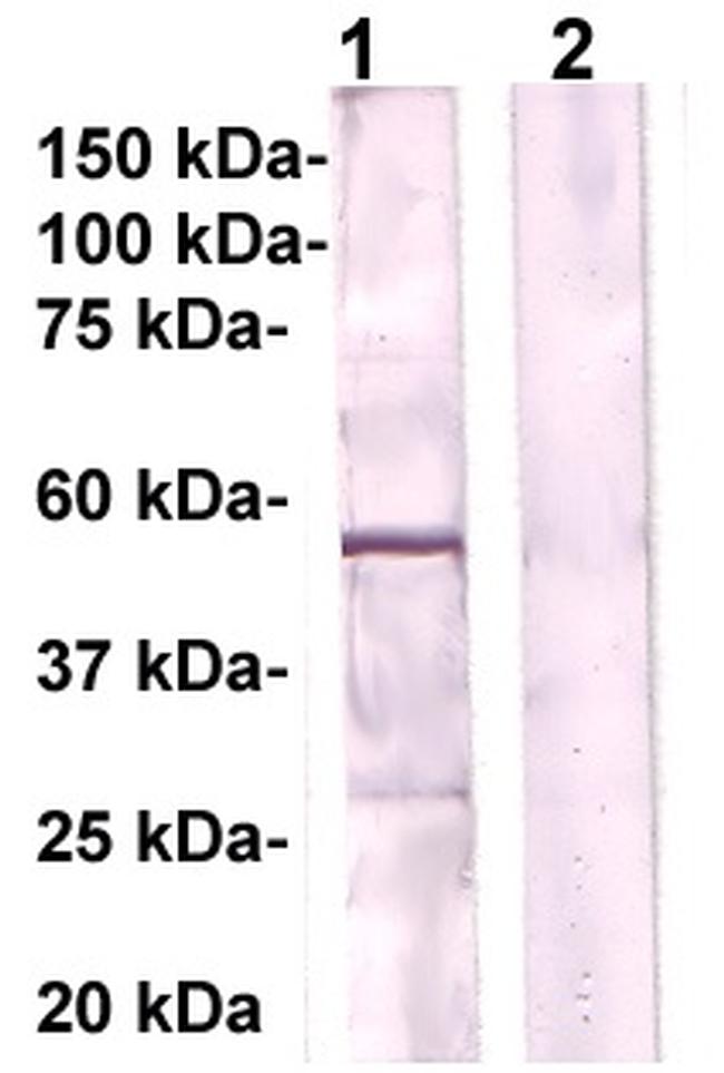 PPARb Antibody in Western Blot (WB)