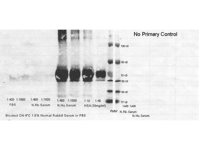 Human Serum Albumin Antibody in Western Blot (WB)