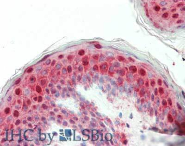 Laminin Antibody in Immunohistochemistry (Paraffin) (IHC (P))