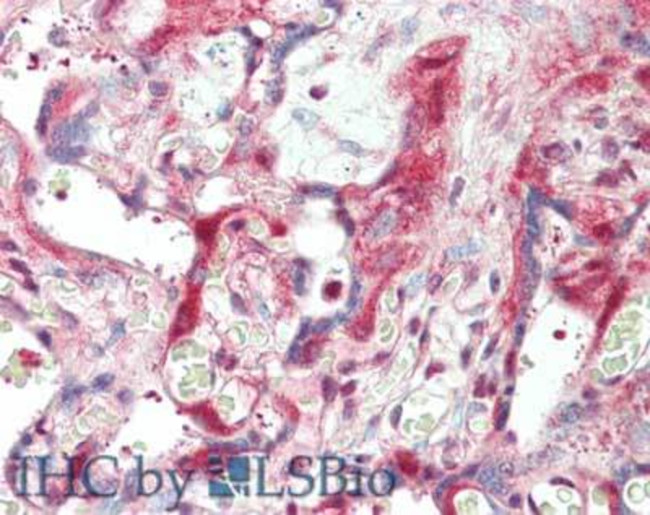 Laminin Antibody in Immunohistochemistry (Paraffin) (IHC (P))