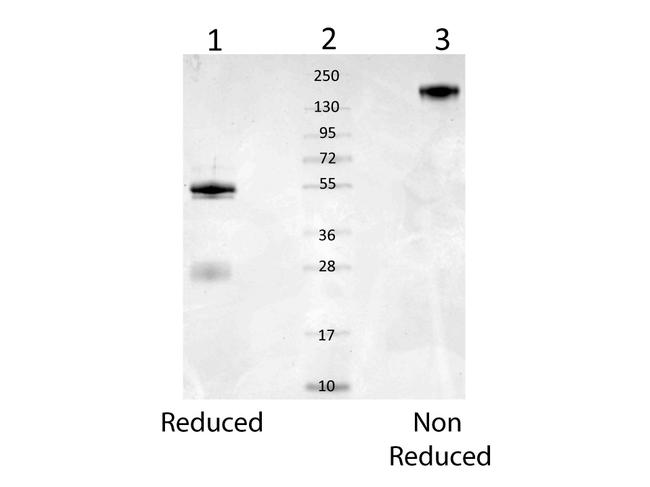 Mouse Serum Albumin Antibody in Western Blot (WB)