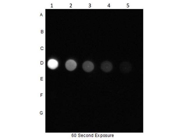 Phospho-AKT (Ser473) Antibody in Dot Blot (DB)