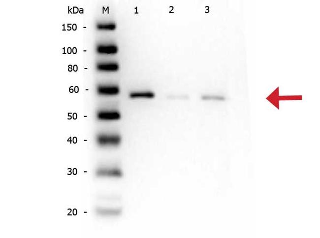 Phospho-AKT (Ser473) Antibody in Western Blot (WB)