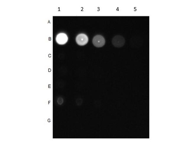 Phospho-AKT (Thr308) Antibody in Dot Blot (DB)