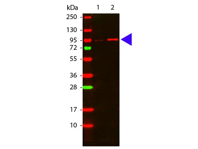 Phospho-AKT (Thr308) Antibody in Western Blot (WB)