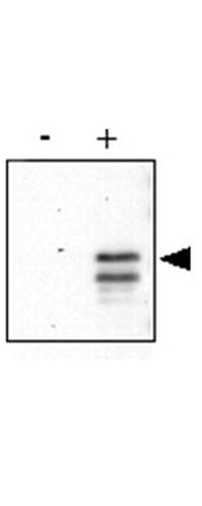 Phospho-CREB (Ser133) Antibody in Western Blot (WB)