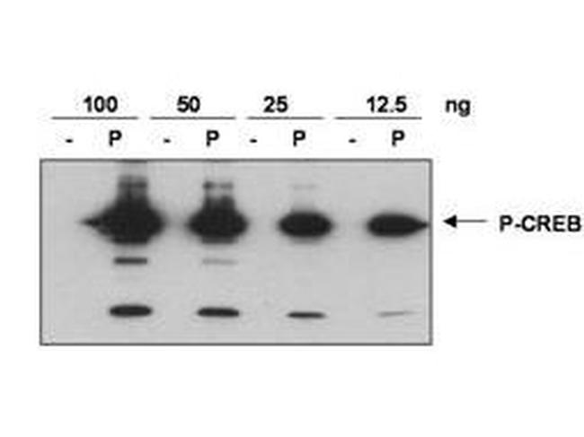 Phospho-CREB (Ser133) Antibody in Western Blot (WB)