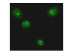 NFkB p65 Antibody in Immunocytochemistry (ICC/IF)