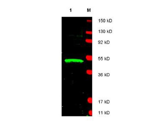 LDB1 Antibody in Western Blot (WB)