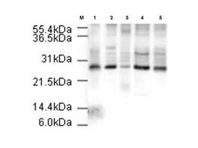 APC10 Antibody in Western Blot (WB)