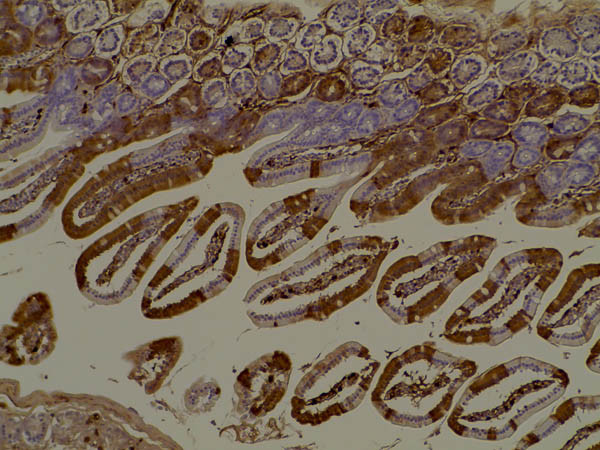 RFP Pre-adsorbed Antibody in Immunohistochemistry (Paraffin) (IHC (P))