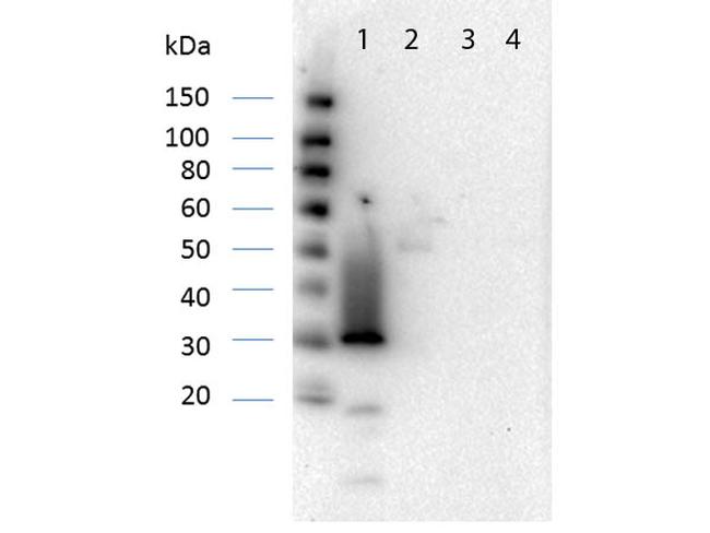 RFP Pre-adsorbed Antibody in Western Blot (WB)