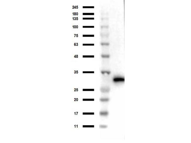 RFP Pre-adsorbed Antibody in Western Blot (WB)